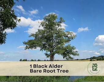 May include: A single Black Alder bare root tree standing in a field under a blue sky with white clouds. A beige horizontal banner across the bottom displays the text 1 Black Alder Bare Root Tree and a circular logo for The Plant Origin Co.