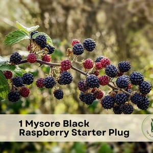 May include: A branch of a Mysore Black Raspberry plant featuring clusters of dark purple to black berries and some smaller red berries, along with green leaves. The text 1 Mysore Black Raspberry Starter Plug is displayed at the bottom.