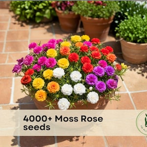 May include: A terracotta pot overflowing with colorful Moss Rose flowers in shades of pink, yellow, orange, red, and white. The image includes the text "4000+ Moss Rose seeds" and a logo for The Plant Origin Co.
