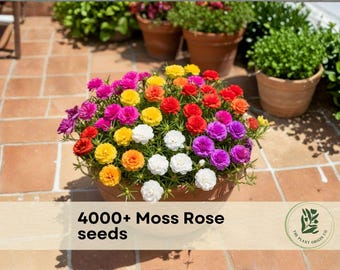 4000+ Moss Rose seeds