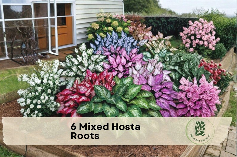 6 Mixed Hosta Roots - Etsy
