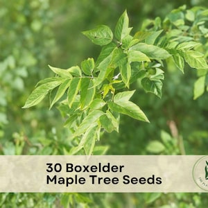 May include: A light beige rectangular label with the text 30 Boxelder Maple Tree Seeds and a circular logo featuring a plant illustration. The label is positioned over a background of green leaves on a branch of a Boxelder Maple tree.