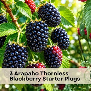 May include: A cluster of ripe, dark purple blackberries hanging from a green leafy vine. The text 3 Arapaho Thornless Blackberry Starter Plugs is overlaid at the bottom, accompanied by a circular logo featuring a plant illustration.