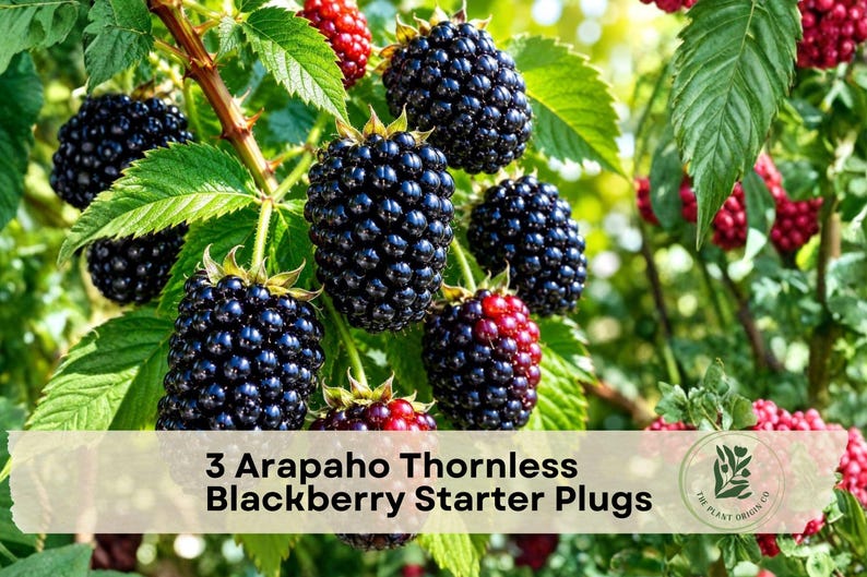 May include: A cluster of ripe, dark purple blackberries hanging from a green leafy vine. The text 3 Arapaho Thornless Blackberry Starter Plugs is overlaid at the bottom, accompanied by a circular logo featuring a plant illustration.
