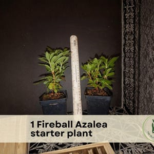 May include: Two small Fireball Azalea starter plants in black pots, with green leaves and red stems. A ruler stands between the plants. The text "1 Fireball Azalea starter plant" is displayed on a banner.
