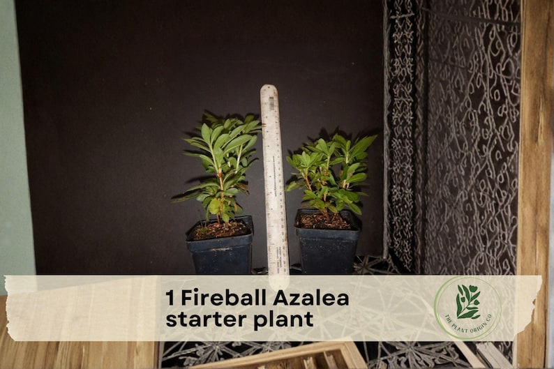 May include: Two small Fireball Azalea starter plants in black pots, with green leaves and red stems. A ruler stands between the plants. The text "1 Fireball Azalea starter plant" is displayed on a banner.