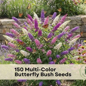 May include: A vibrant butterfly bush featuring conical flower spikes in shades of purple, pink, and white, with several butterflies resting on the blooms. The text 150 Multi-Color Butterfly Bush Seeds is displayed over the plant image.