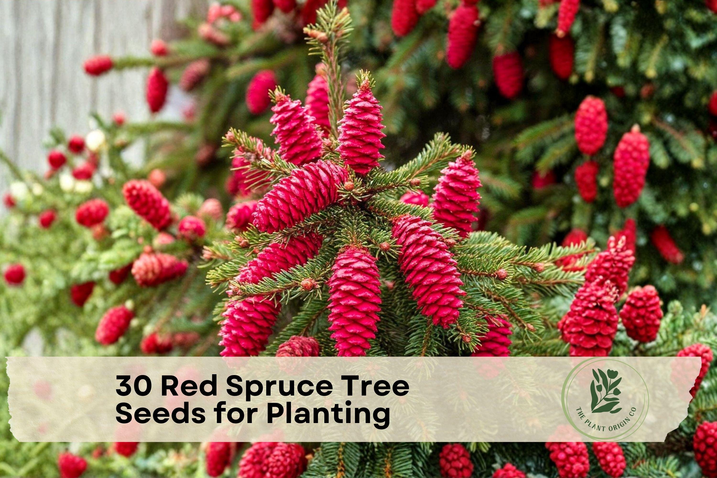 30 Red Spruce Tree Seeds for Planting - Etsy
