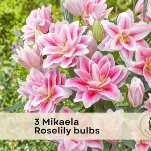 May include: A cluster of pink and white Mikaela Roselily flowers in full bloom. The petals are a vibrant pink with white edges and a yellow center. The image includes the text "3 Mikaela Roselily bulbs". The background is a blur of green foliage.