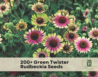 200+ Green Twister Rudbeckia Seeds