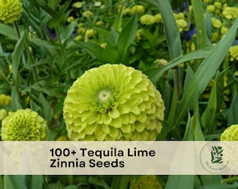 100+ Tequila Lime Zinnia Seeds