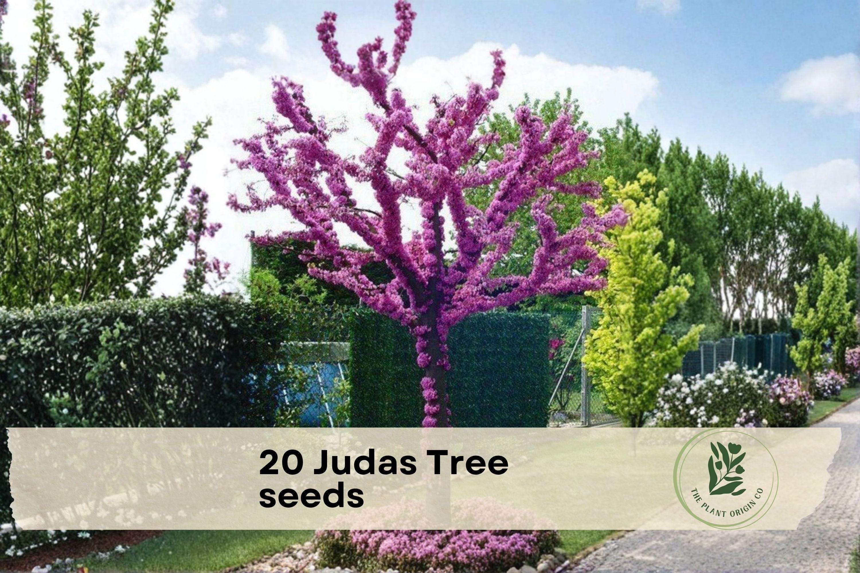 Judas Bonsai - Etsy