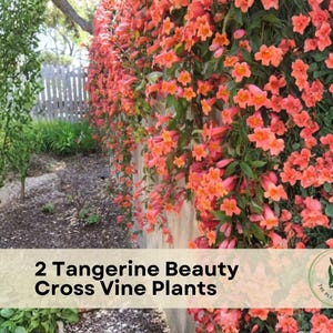 May include: A vibrant image showcases a wall covered in blooming orange Tangerine Beauty Cross Vine plants. Lush green foliage and a wooden fence are visible in the background. The image includes the text "2 Tangerine Beauty Cross Vine Plants".
