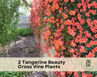 May include: A vibrant image showcases a wall covered in blooming orange Tangerine Beauty Cross Vine plants. Lush green foliage and a wooden fence are visible in the background. The image includes the text "2 Tangerine Beauty Cross Vine Plants".