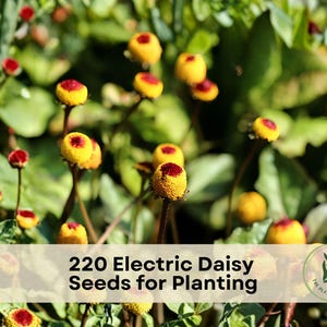 May include: A cluster of Acmella oleracea flowers, commonly known as electric daisies, featuring round, yellow, textured heads with deep red centers on thin, dark stems. A white overlay displays the text 220 Electric Daisy Seeds for Planting.