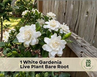 1 White Gardenia Live Plant Bare Root