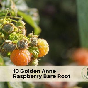 May include: A cluster of golden yellow raspberries on a green leafy vine. A beige rectangular label at the bottom displays the text 10 Golden Anne Raspberry Bare Root and a circular logo with a plant illustration and the text The Plant Origin Co.