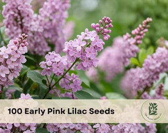 100 Early Pink Lilac Seeds for Planting Ornamental Shrub