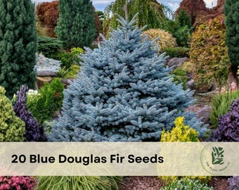 20 Blue Douglas Fir Seeds for Planting Evergreen Tree
