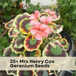May include: A close-up of a potted geranium plant with pink flowers and uniquely patterned leaves. The leaves have a green center, a dark maroon ring, and a yellow outer edge. The text on the image reads "25+ Mrs Henry Cox Geranium Seeds."