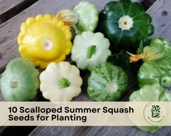 10 Scalloped Summer Squash Seeds for Planting | Mixed Color Pattypan Squash
