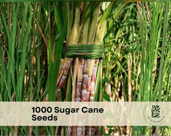 2x Asian Black Sugar Cane. 10 Inches Pieces. Easy to Grow and Very