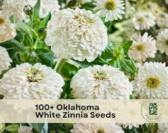 100+ Oklahoma White Zinnia Seeds