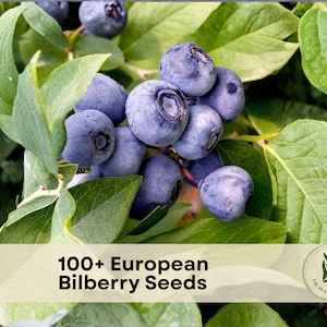 May include: Close-up of a cluster of ripe, dark blue bilberries on a green leafy branch. The image includes text that reads "100+ European Bilberry Seeds" and a logo for "The Plant Origin Co."