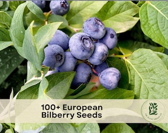 100+ European Bilberry Seeds