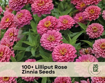 100+ Lilliput Rose Zinnia Seeds