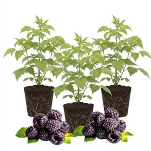May include: Three young raspberry plants with green leaves and visible root systems in dark soil, accompanied by two clusters of ripe, dark purple-black raspberries with small green leaves at the base, all set against a plain white background.