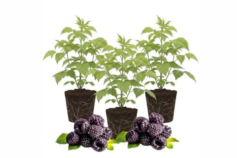 May include: Three young raspberry plants with green leaves and visible root systems in dark soil, accompanied by two clusters of ripe, dark purple-black raspberries with small green leaves at the base, all set against a plain white background.