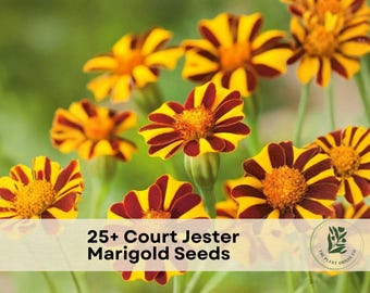 25+ Court Jester Marigold Seeds