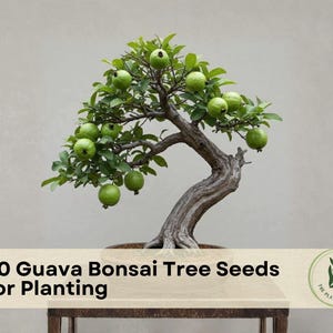 Guava Bonsai Tree - Etsy