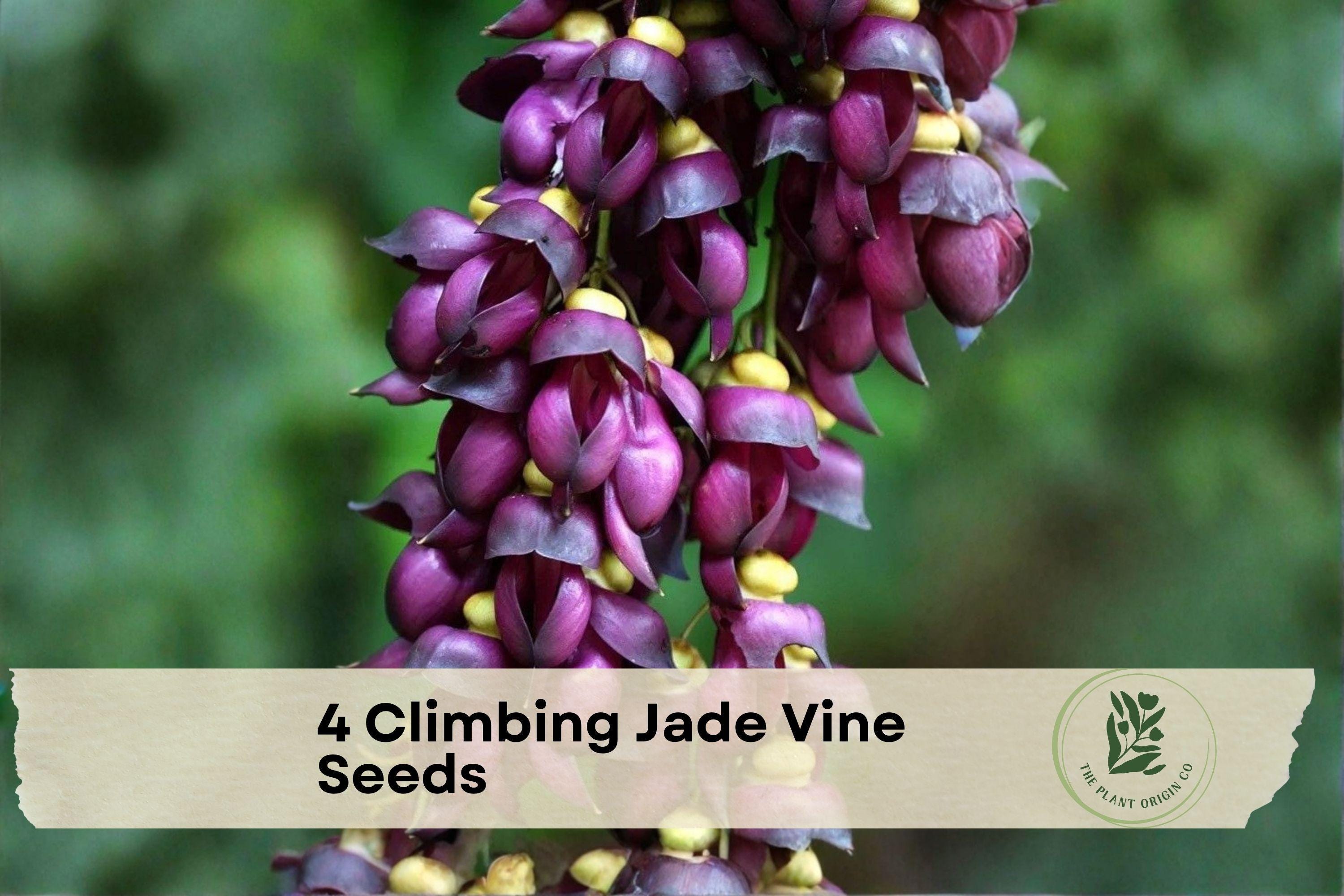 Purple Jade Plant - Etsy