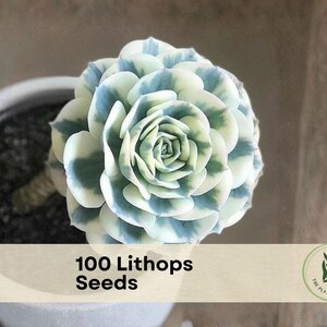 May include: A close-up of a succulent plant with blue and white variegated leaves in a white ceramic pot. The image includes a banner that reads "100 Lithops Seeds" and a logo for "The Plant Origin Co."