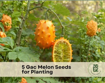 5 Gac Melon Seeds for Planting