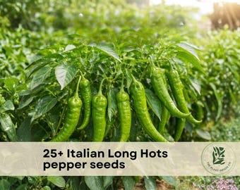 25+ Italian Long Hots pepper seeds