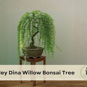 May include: A weeping willow bonsai tree in a rectangular pot, set on a small wooden stand. The tree has cascading green foliage and a curved trunk. The text "1 Hey Dina Willow Bonsai Tree" is at the bottom.