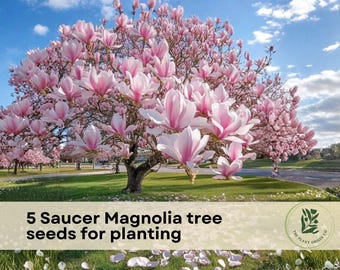 5 Saucer Magnolia Tree Seeds for Planting | Magnolia × soulangeana
