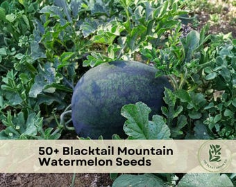 50+ Blacktail Mountain Watermelon Seeds