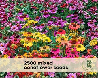 2500 mixed coneflower seeds