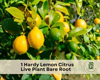 1 Hardy Lemon Citrus Live Plant Bare Root