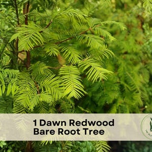 May include: A Dawn Redwood tree with vibrant green, feathery, needle-like foliage and thin brown branches. A horizontal beige banner across the center displays the black text 1 Dawn Redwood Bare Root Tree and a circular logo with a plant illustration.