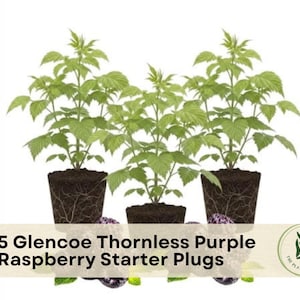 May include: Three green Glencoe thornless purple raspberry plants with visible root systems in soil plugs. A beige banner across the bottom displays the text 5 Glencoe Thornless Purple Raspberry Starter Plugs and a circular logo with a plant illustration.
