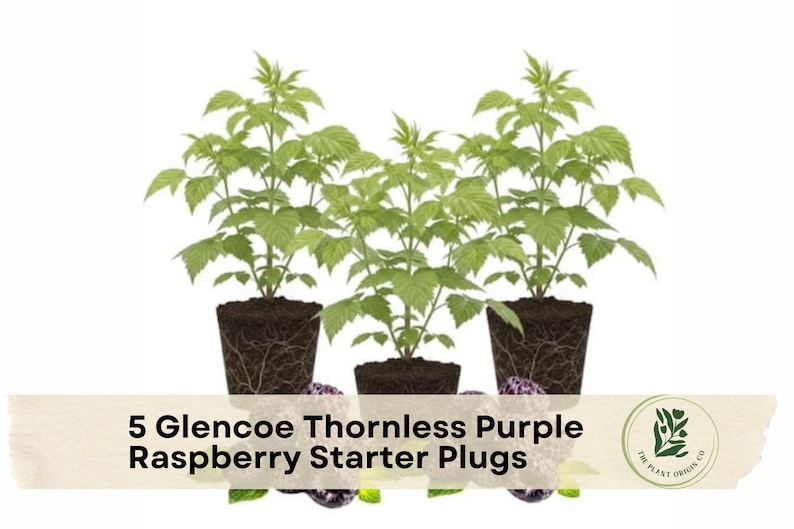 May include: Three green Glencoe thornless purple raspberry plants with visible root systems in soil plugs. A beige banner across the bottom displays the text 5 Glencoe Thornless Purple Raspberry Starter Plugs and a circular logo with a plant illustration.