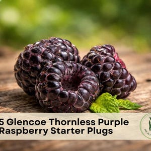 May include: Three dark purple, textured raspberries are clustered together with small green leaves. A beige banner at the bottom displays the text: 5 Glencoe Thornless Purple Raspberry Starter Plugs, along with a circular logo featuring a plant icon.