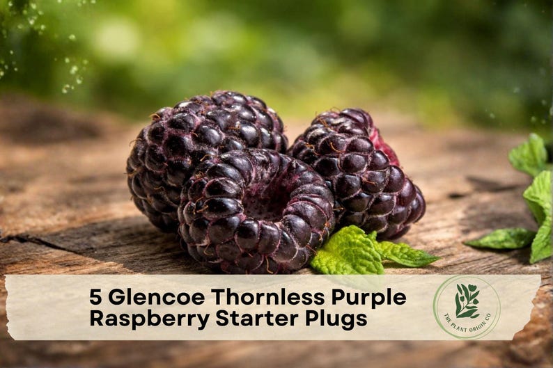 May include: Three dark purple, textured raspberries are clustered together with small green leaves. A beige banner at the bottom displays the text: 5 Glencoe Thornless Purple Raspberry Starter Plugs, along with a circular logo featuring a plant icon.
