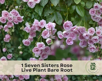 1 Seven Sisters Rose Live Plant Bare Root