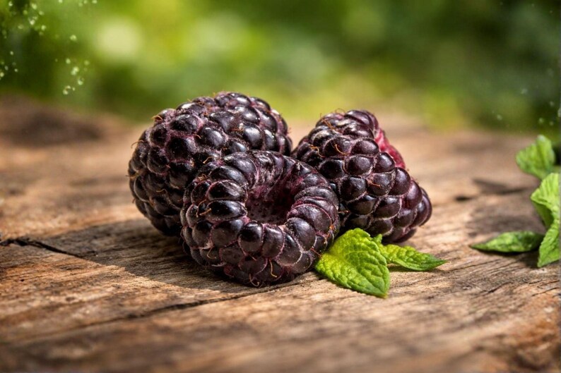 May include: Three dark purple, nearly black raspberries with a textured, bumpy surface. The berries are clustered together, with small, vibrant green mint leaves tucked underneath them, showcasing their deep color and rounded, hollow-centered shape.